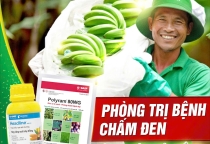 PHÒNG TRỊ BỆNH CHẤM ĐEN TRÊN CHUỐI