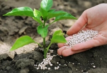 Kiểm soát bệnh thán thư luôn được nhà vườn trồng xoài đặt lên hàng đầu. Quản lý thành công loại (1)