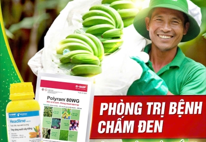 PHÒNG TRỊ BỆNH CHẤM ĐEN TRÊN CHUỐI