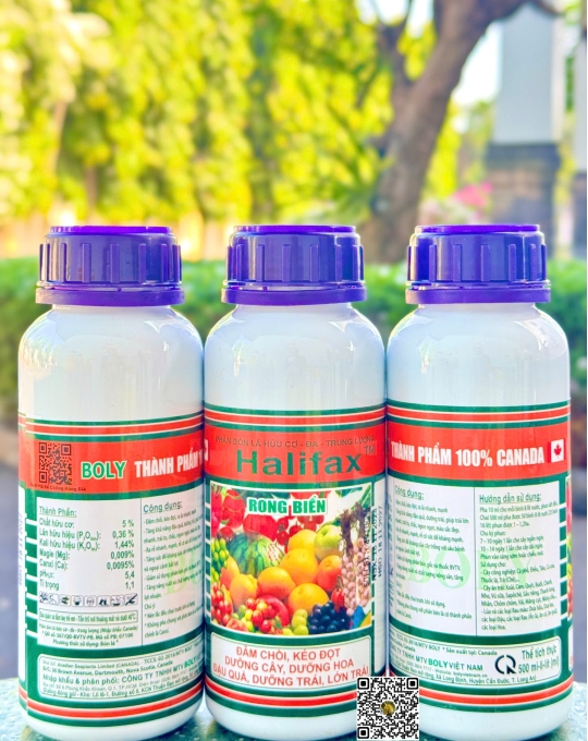 Halifax Rong Biển - 500ml x 40 chai